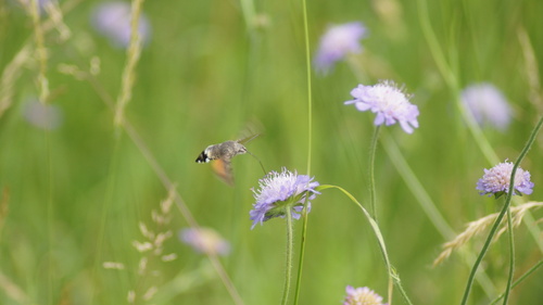 Eurasian Hummingbird Hawkmoth