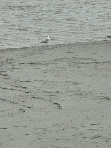 European Herring Gull