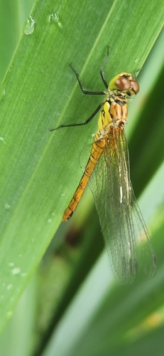 Ruddy Darter
