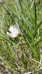 Lathyrus nevadensis cusickii