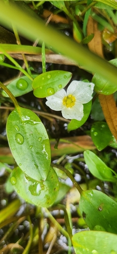 floating water-plantain