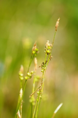 Carex alba