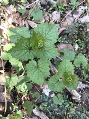 Alliaria petiolata