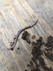 Lumbricus terrestris