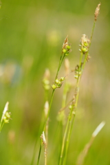 Carex alba