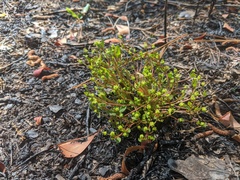 Euphorbia ipecacuanhae