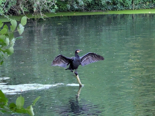 Great Cormorant