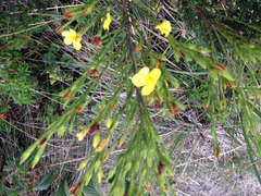 Hypericum strictum