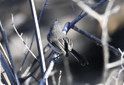 Black-tailed Gnatcatcher