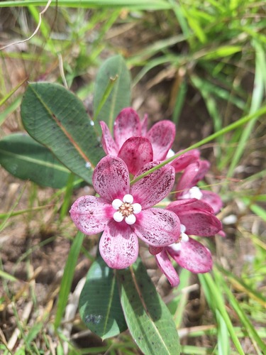 Glossostelma spathulatum