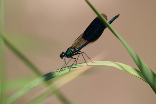 Banded Demoiselle