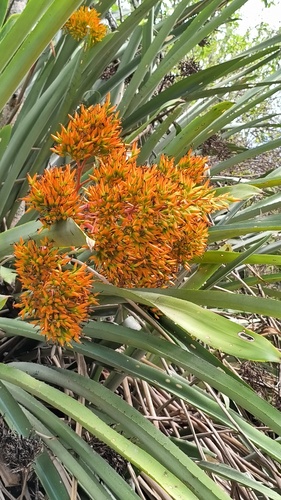 Aechmea leptantha