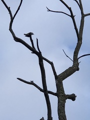 Sitta carolinensis