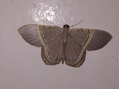 Phrygionis privignaria