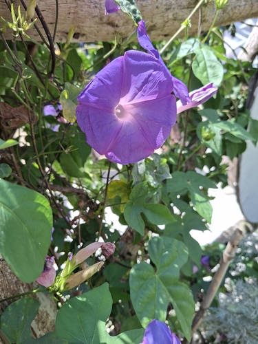 oceanblue morning glory