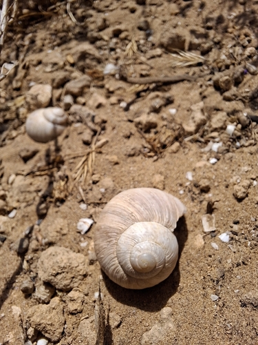 Brown-mouthed Helix