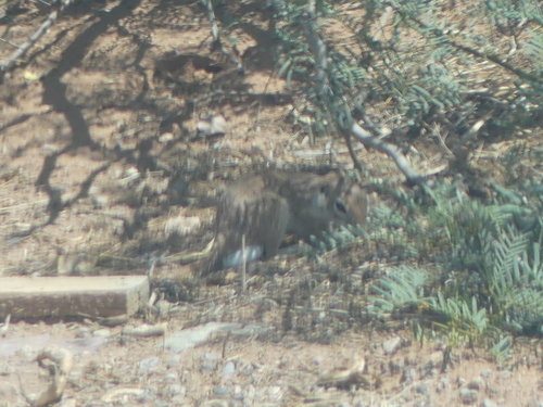 Spotted Ground Squirrel