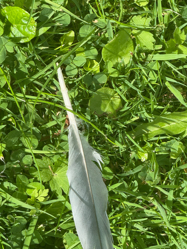 Common Wood-Pigeon