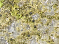 Pseudosagedia chlorotica