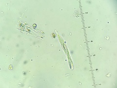 Pseudosagedia chlorotica