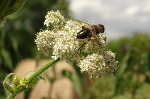 Common Drone Fly