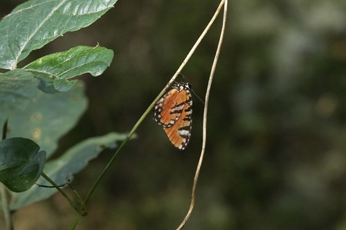 Telipna sanguinea