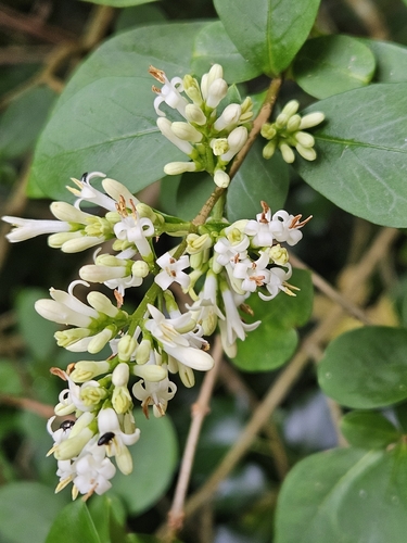 garden privet