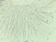 Pseudosagedia chlorotica