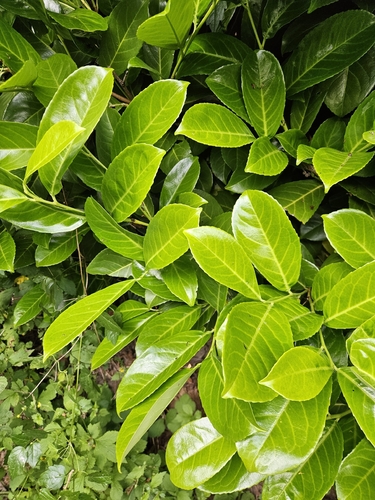 Cherry laurel