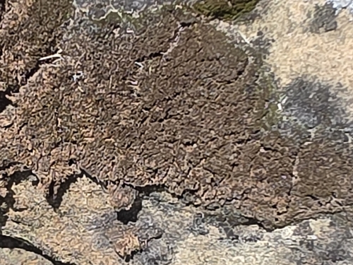 Blackthread Lichen