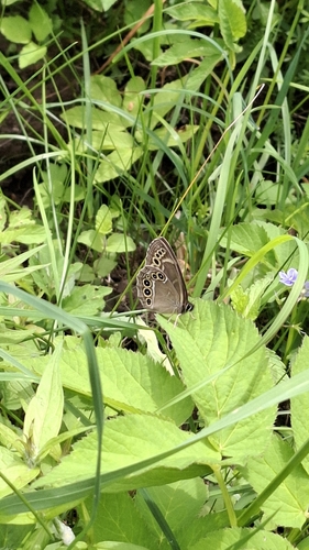Woodland Brown