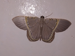 Phrygionis privignaria