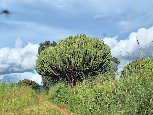 Common Tree Euphorbia