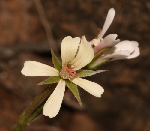 Pelargonium aridum (Eckl. & Zeyh.) R.A.Dyer