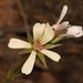 Pelargonium aridum - Photo (c) Brian du Preez, algunos derechos reservados (CC BY-SA), subido por Brian du Preez