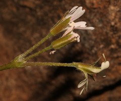 Pelargonium aridum
