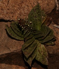 Crassula exilis cooperi