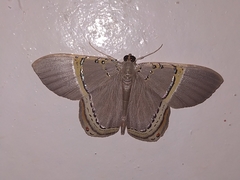 Phrygionis privignaria