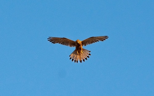 Eurasian Kestrel