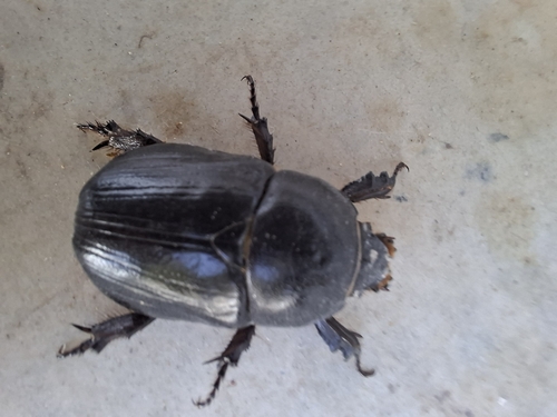 Pentodon algerinus