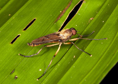 Chiromyzinae