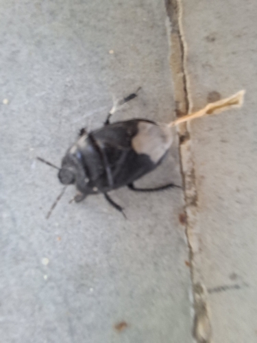 Black burrowing bug
