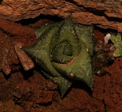 Haworthiopsis tessellata