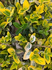 Euonymus fortunei fortunei