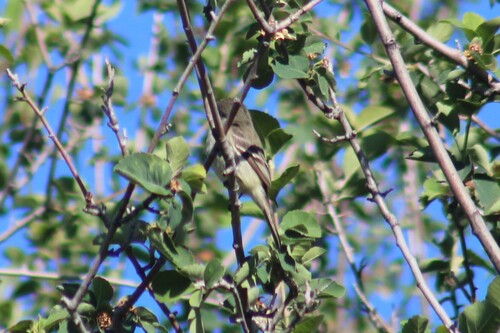 Dusky Flycatcher