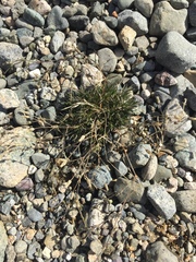 Sabulina dawsonensis