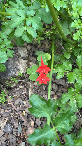 Delphinium nudicaule, photograph 5