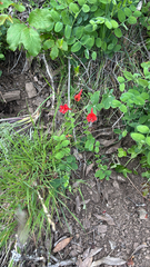 Delphinium nudicaule, photograph author not stated, no rights reserved
