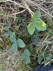 Potentilla sterilis, photograph (c) Dave, some rights reserved (CC BY)