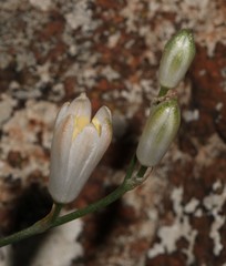 Ornithogalum juncifolium